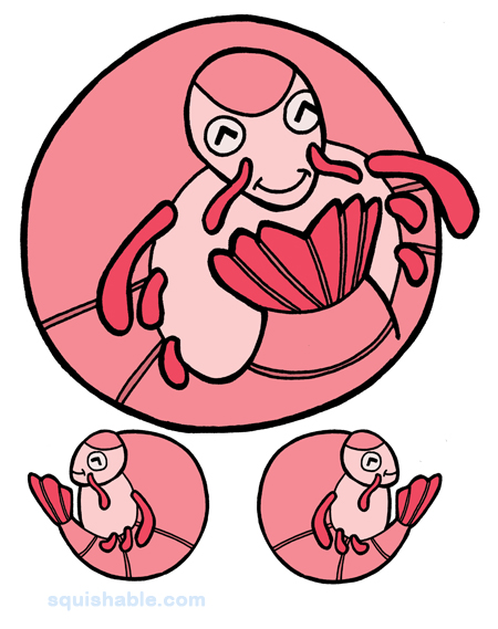 Squishable Shrimp